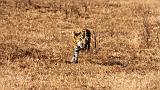 TANZANIA - Ngorongoro Crater - 63 Serval